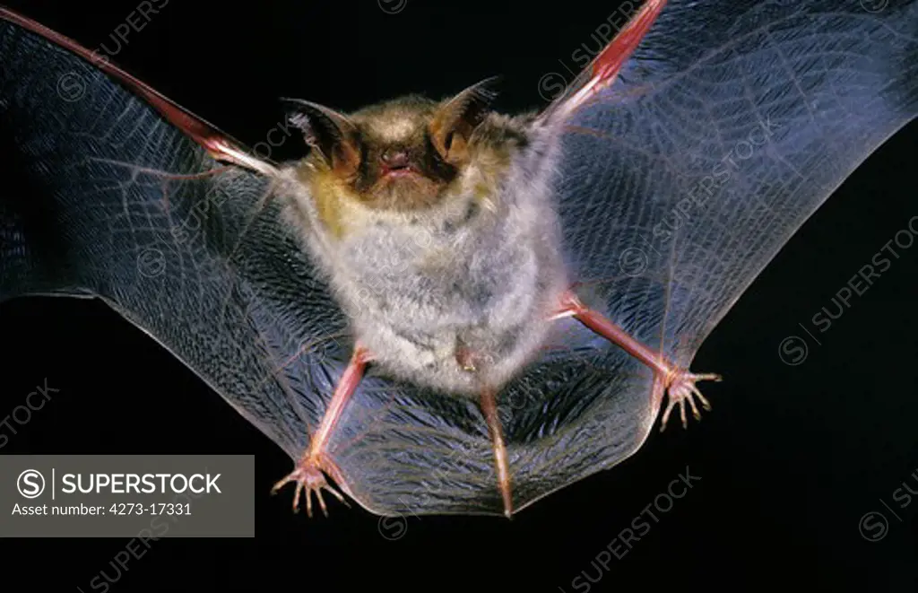 Mouse-Eared Bat, myotis myotis, Adult in Flight