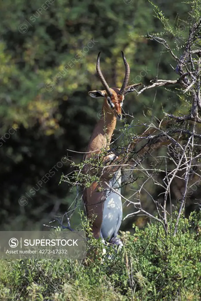 Gerenuk or Waller's Gazelle, litocranius walleri, Male standing on its Hind Legs, Eating leaves, Samburu Park in Kenya