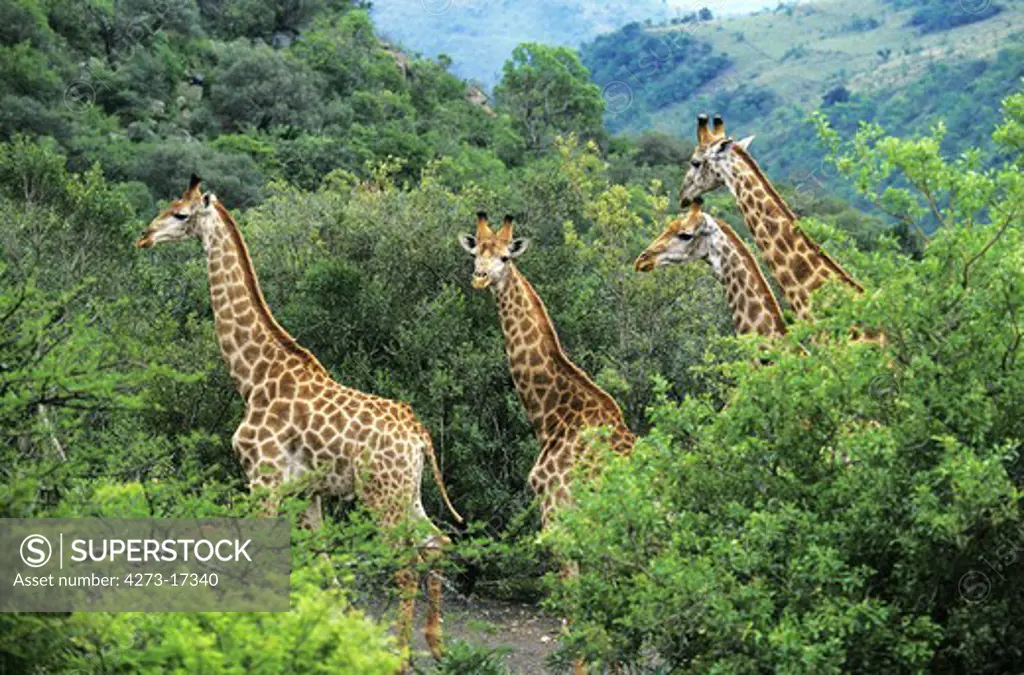 Rothschild's Giraffe, giraffa camelopardalis rothschildi, Herd emerging from Bush, Nakuru park in Kenya