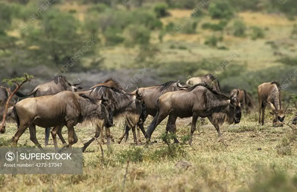 Blue Wildebeest, connochaetes taurinus, Herd  during Migration, Masai Mara Park in Kenya