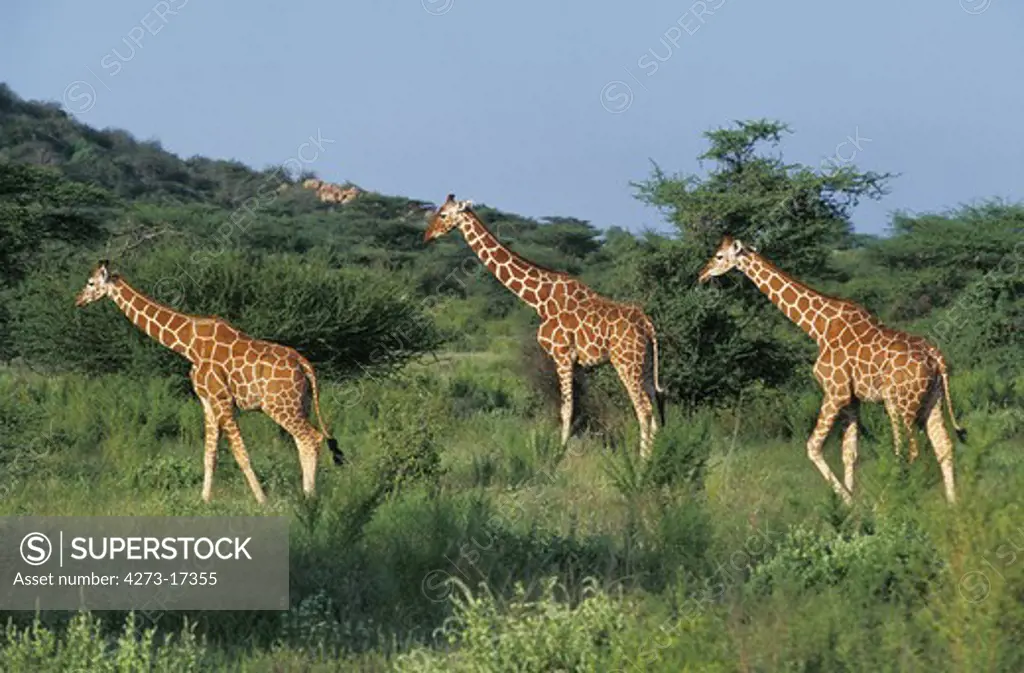 Reticulated Giraffe, giraffa camelopardalis reticulata, Group walking in Bush, Samburu Park in Kenya