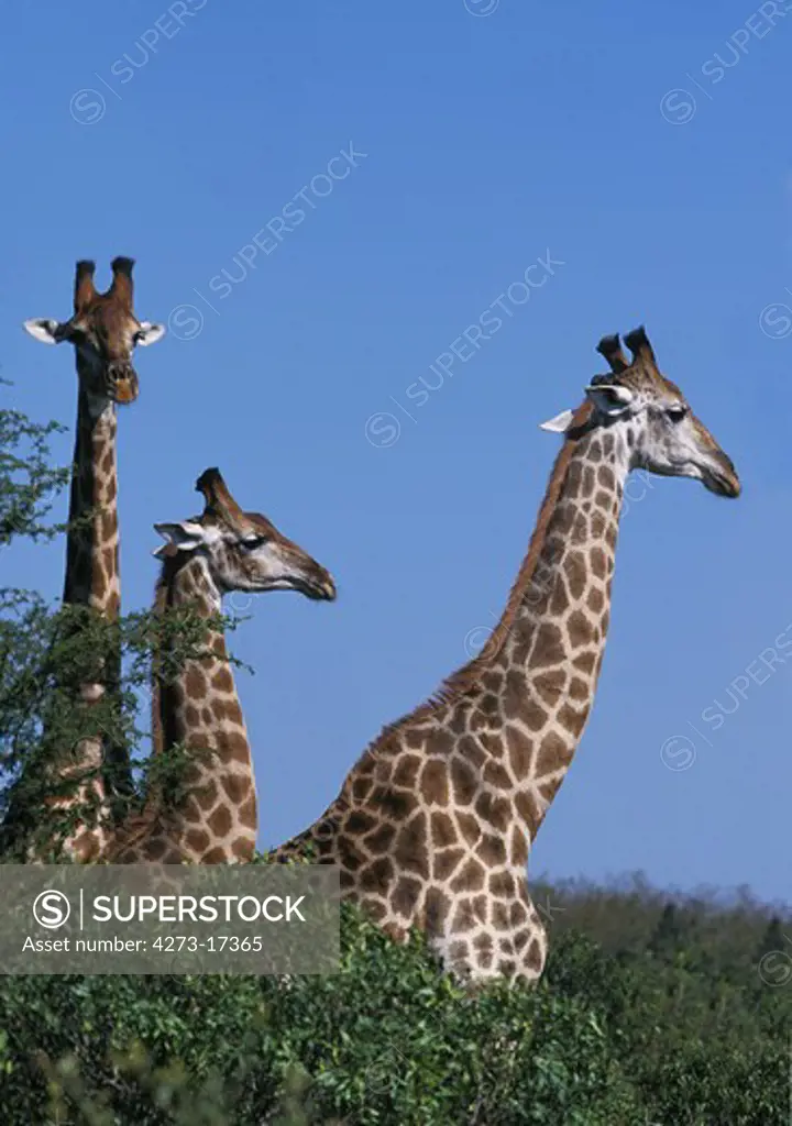 Masai Giraffe, giraffa camelopardalis tippelskirchi, Heads of Adults emerging from Bush, Kenya