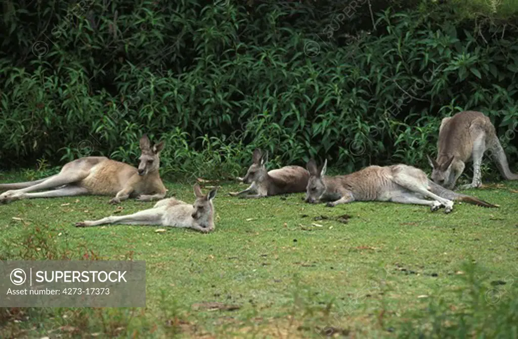 Eastern Grey Kangaroo, macropus giganteus, Group laying down, Sleeping