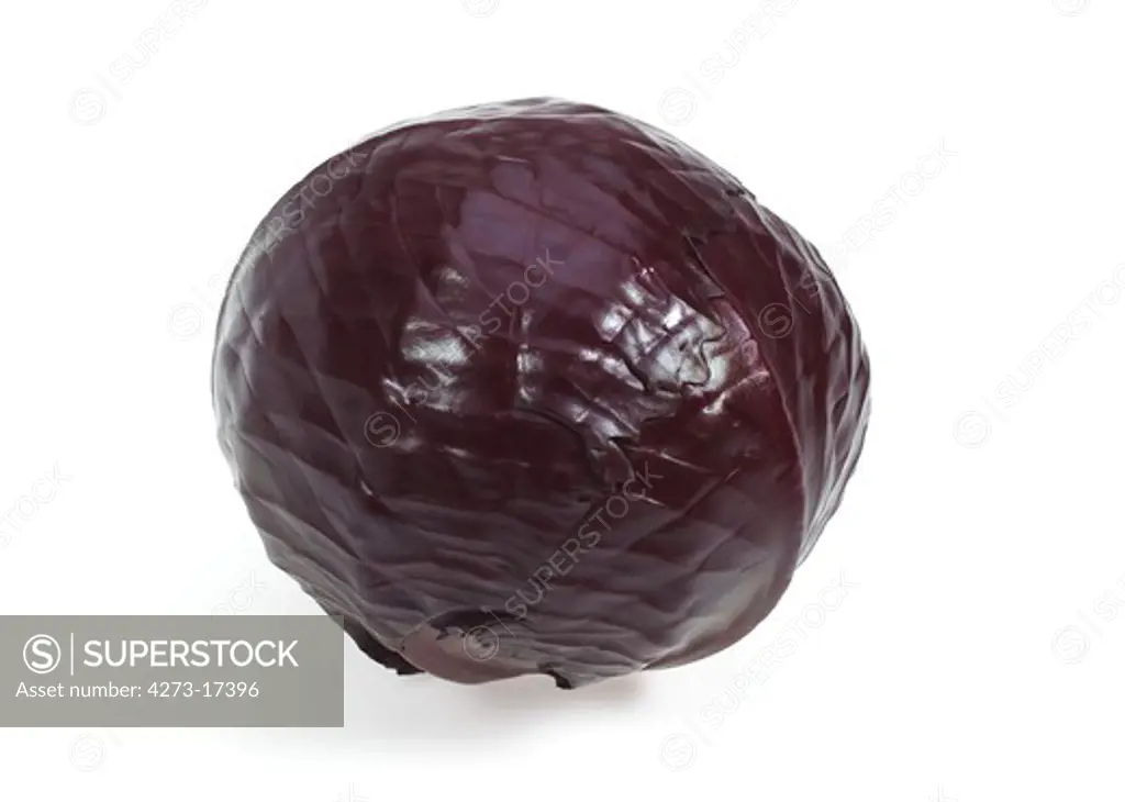 Red Cabbage, brassica oleracea, Vegetable against White Background