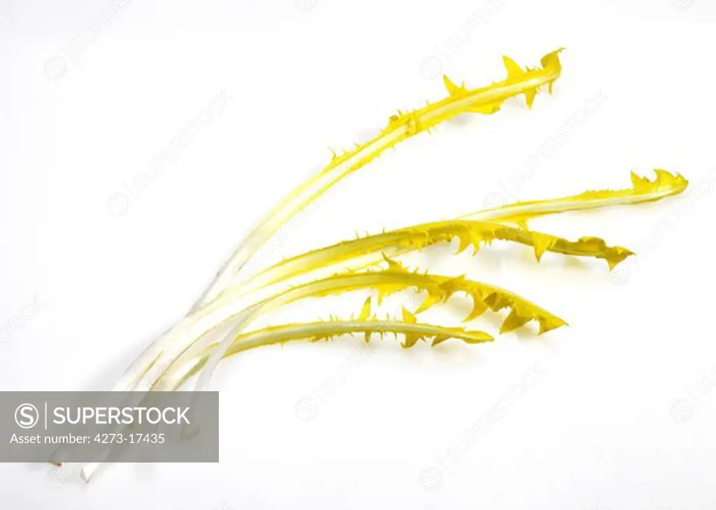 French Chicory Called Barbe de Capucin, cichorium intybus, Salad against White Background