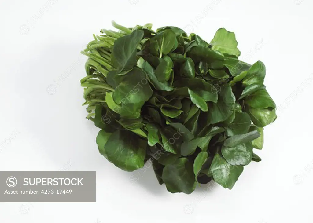 Watercress, nasturtium officinale, Salad against White Background