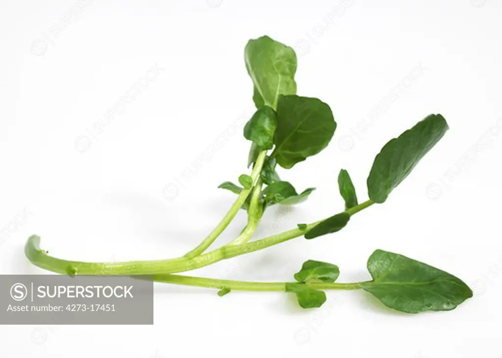 Watercress, nasturtium officinale, Salad against White Background