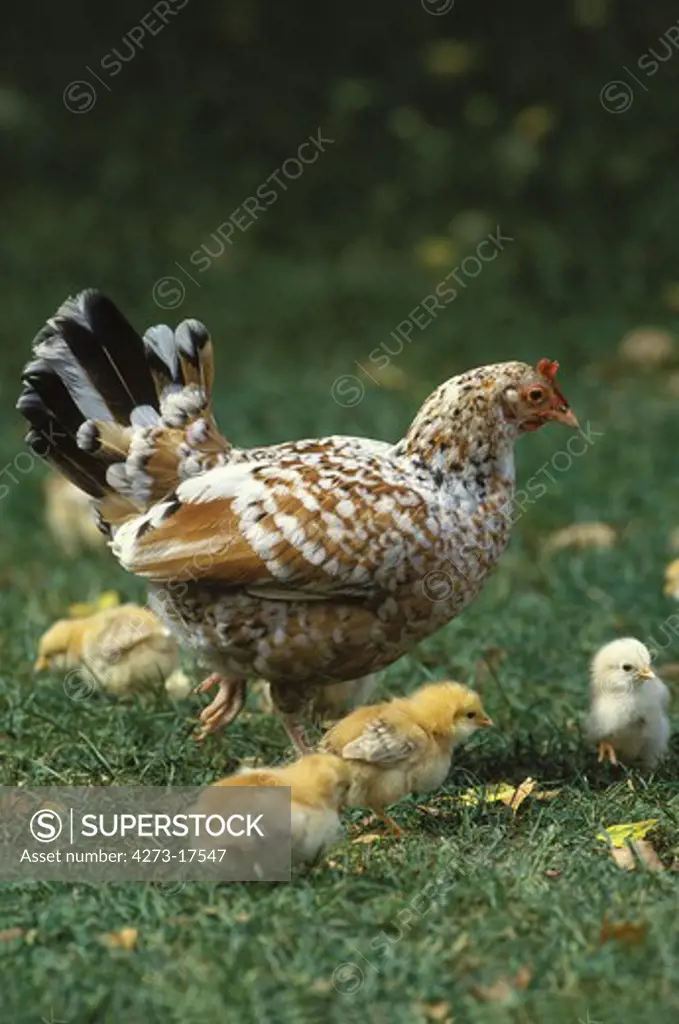 Hen and Chicks  standing on Grass