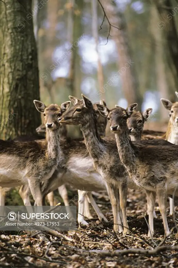 Fallow Deer, dama dama, Herd of Females standing in Forest