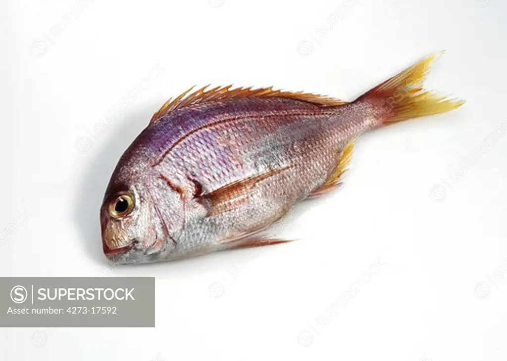 Red Sea Bream, pagellus bogaraveo,  Fresh Fish against White Background