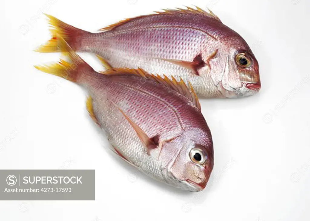 Red Sea Bream, pagellus bogaraveo,  Fresh Fish against White Background