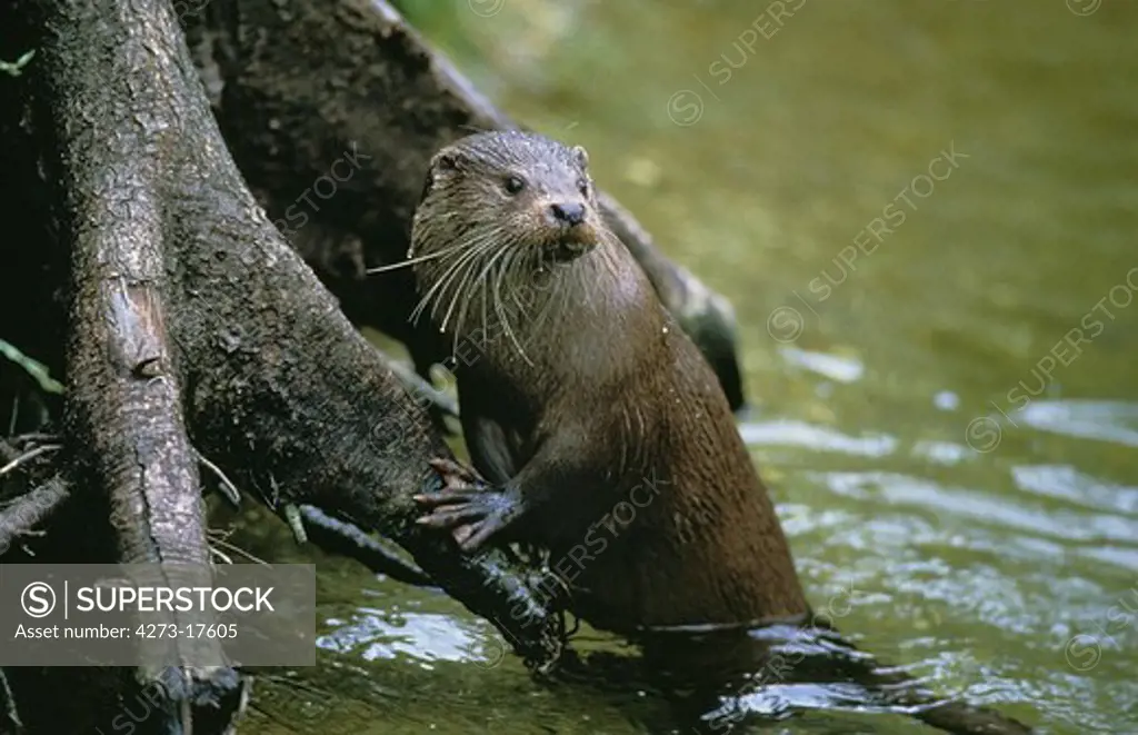 European Otter, lutra lutra, Adult standing in Water