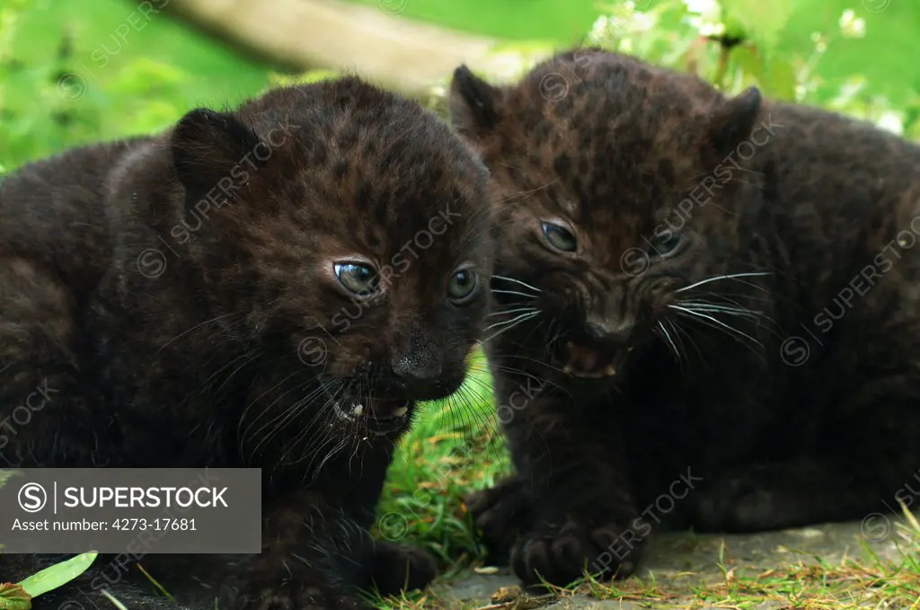 Black Panther, panthera pardus, Cub snarling