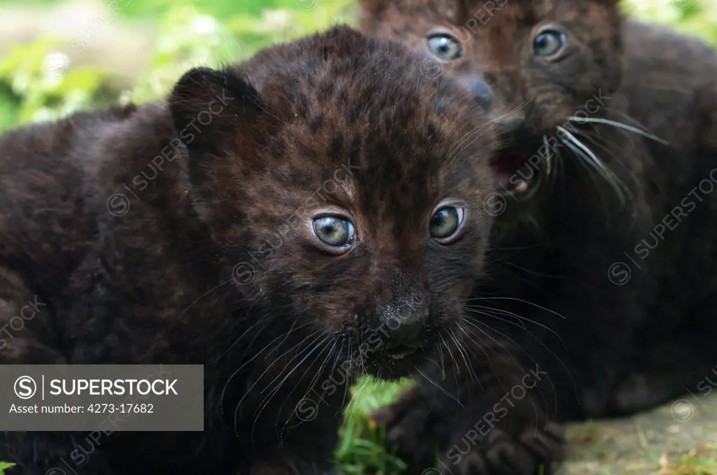 Black Panther, panthera pardus, Cub