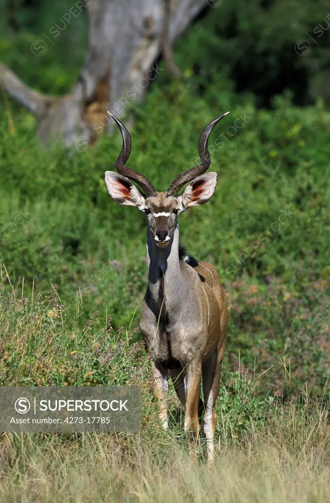 Greater Kudu, tragelaphus strepsiceros, Male standing in Bush, Kenya