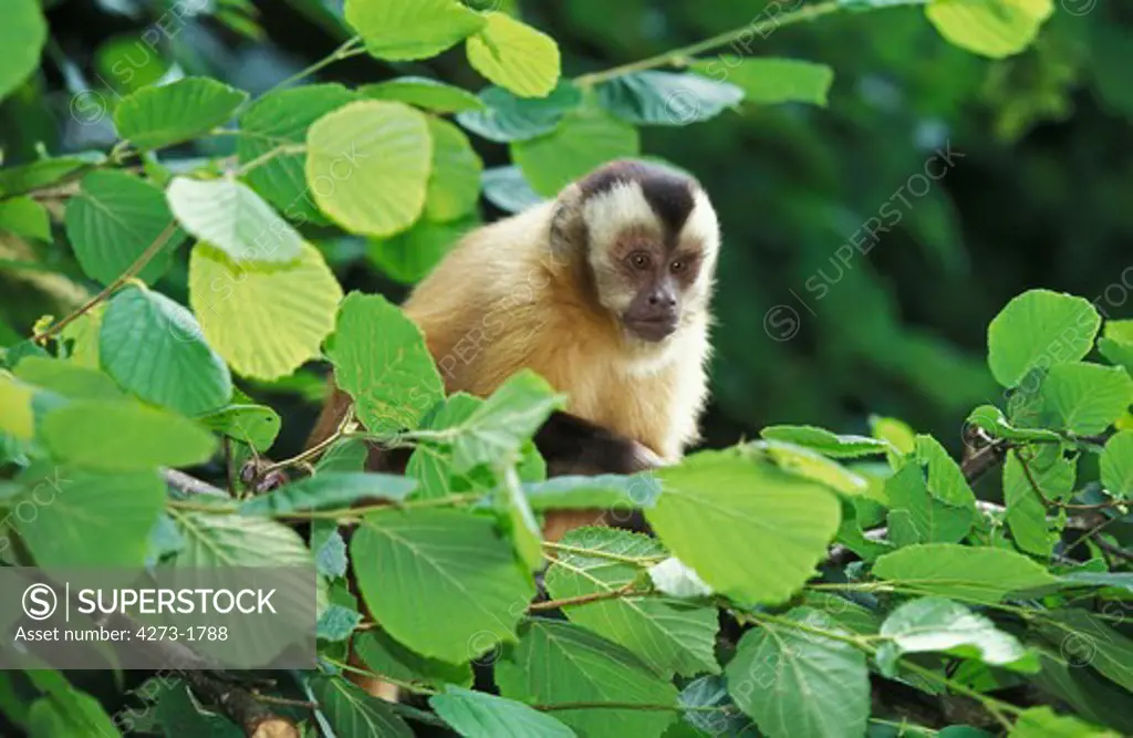 Black Capped Capuchin Cebus Apella In A Tree Against Green Foliage