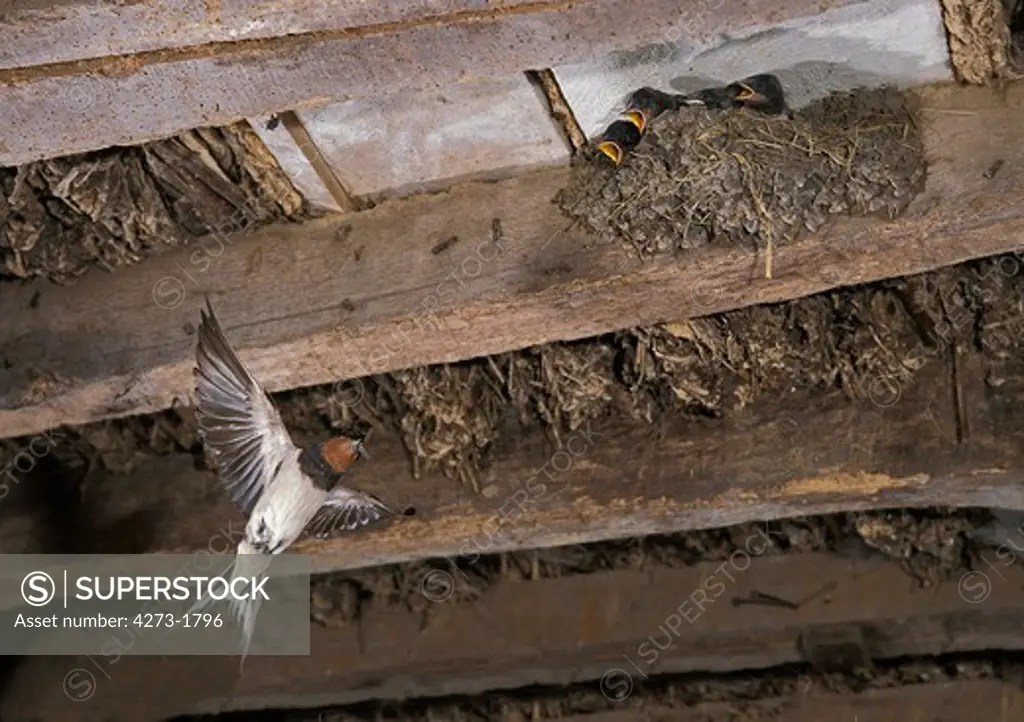 Barn Swallow Hirundo Rustica, Adult Bringing Food To Chicks In Nest