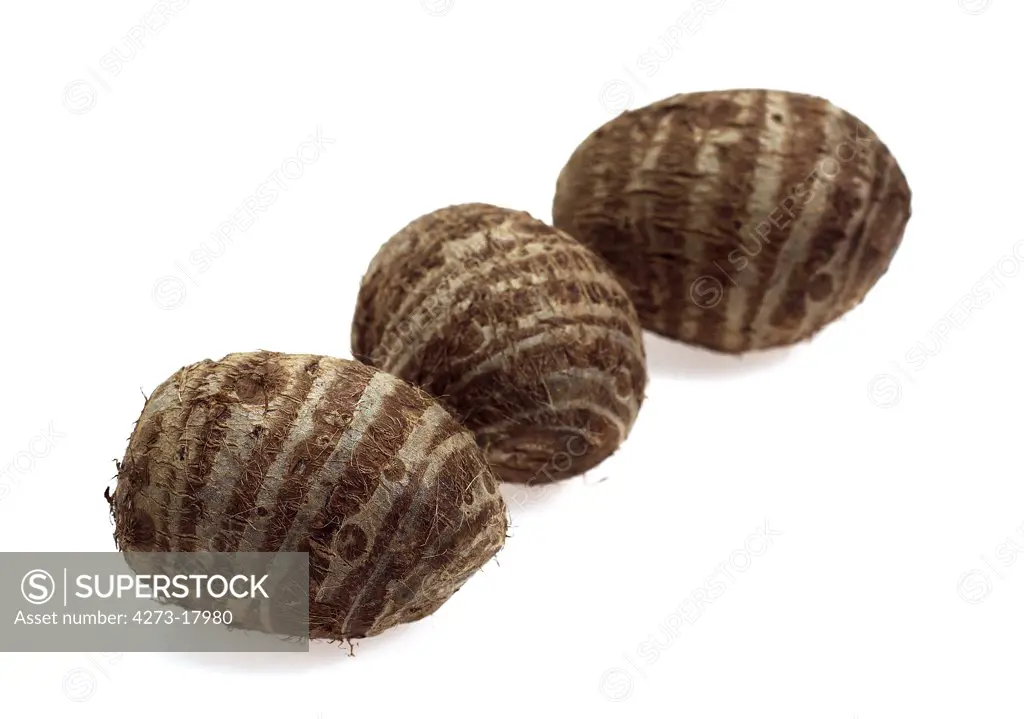 Eddo, colocasia esculenta, tuber of Dasheen Plant, Vegetable against White Background