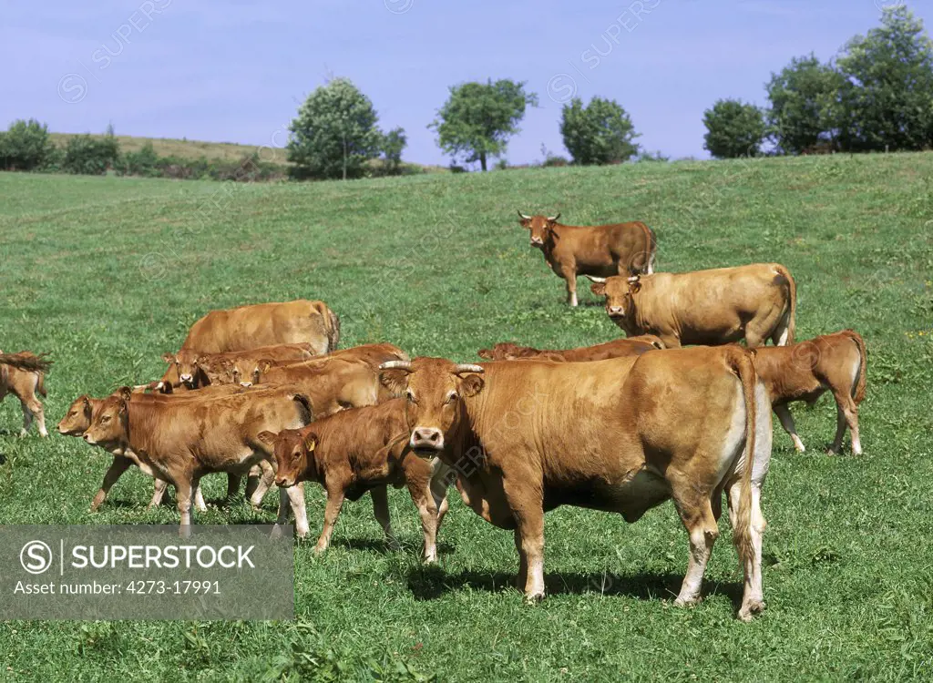 Limousin Domestic Cattle, Cows and Calves