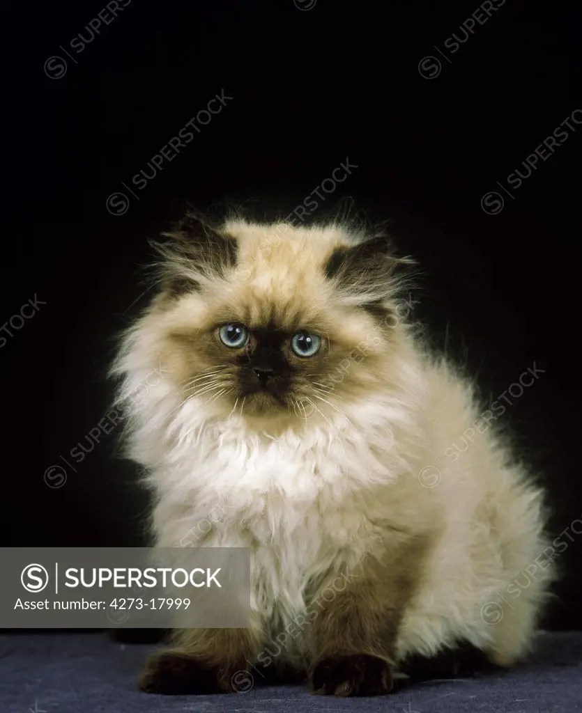 Colourpoint Persain Domestic Cat, Kitten sitting against Black Background