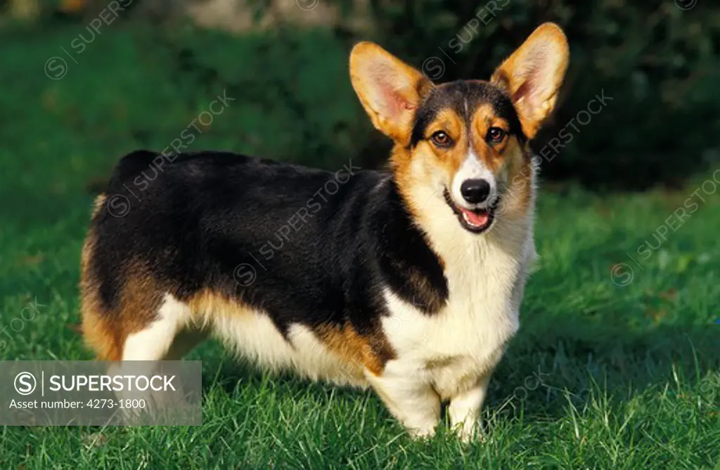 Pembroke Welsh Corgi