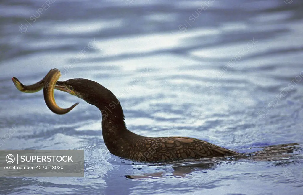 Great Cormorant, phalacrocorax carbo, Adult Eating Eel