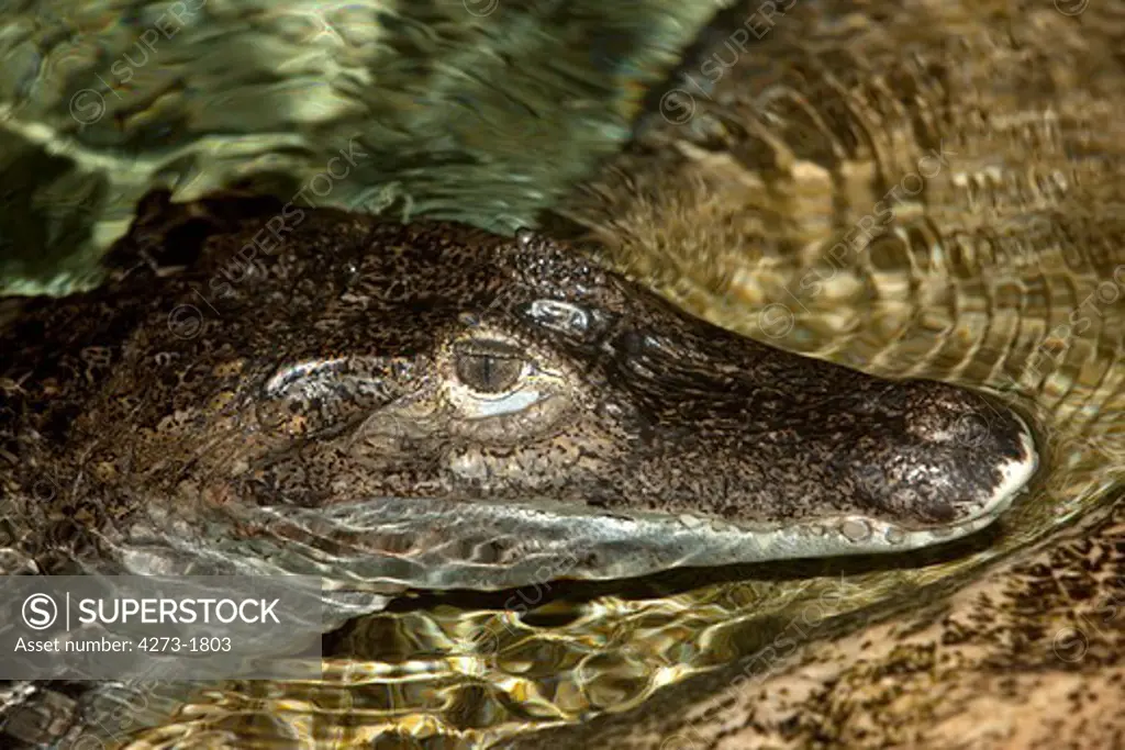 Spectacled Caiman Caiman Crocodilus, Head Of Adult Emerging From Water