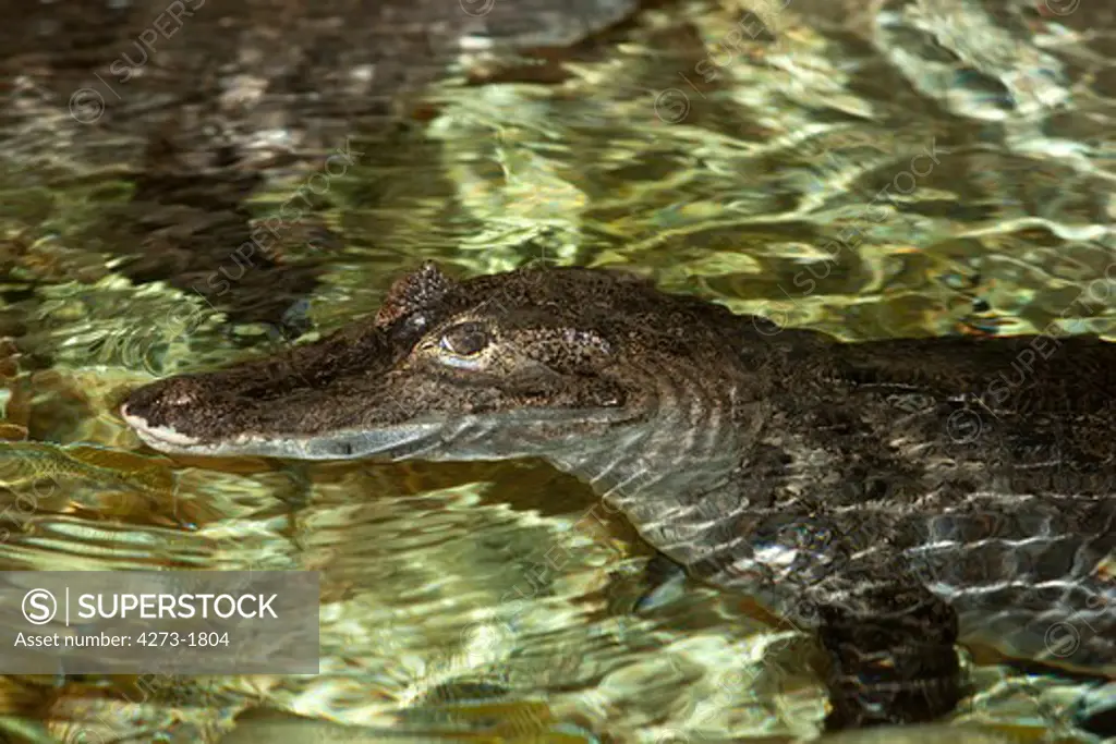 Spectacled Caiman Caiman Crocodilus, Head Of Adult Emerging From Water