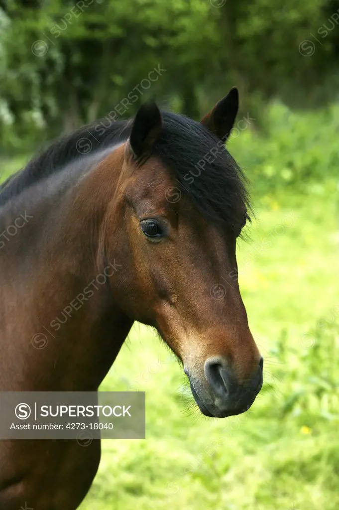 French Saddle Pony, Portrait of Adult