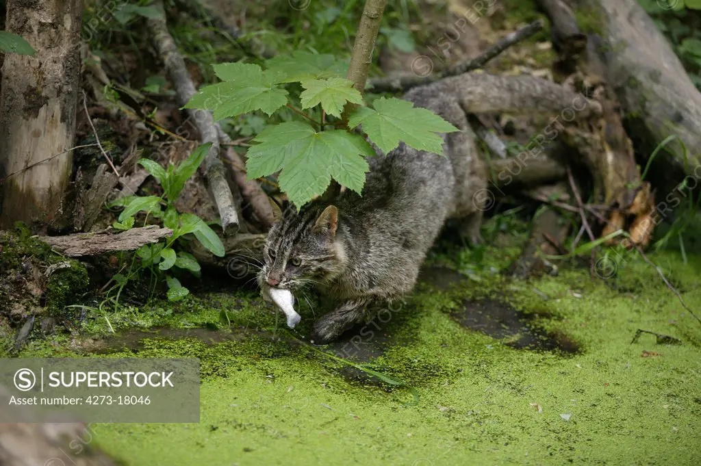Leopard Cat, prionailurus bengalensis, Adult fishing, Catching Fish
