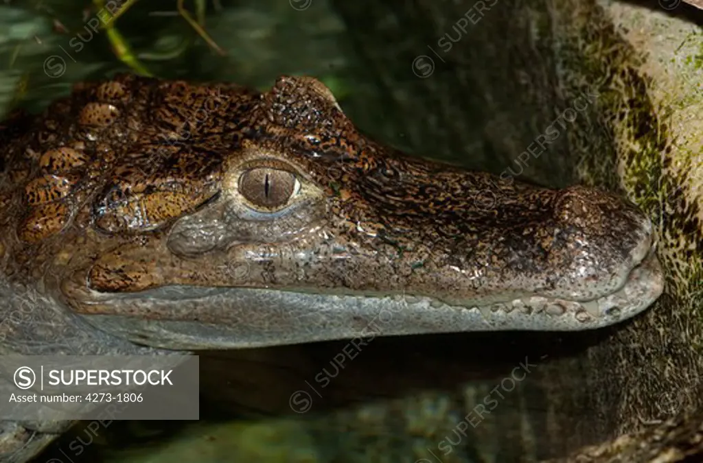 Spectacled Caiman Caiman Crocodilus