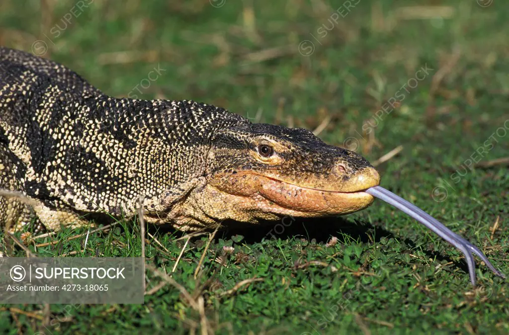 Water Monitor Lizard, varanus salvator, Portrait of Adult with Tongue out