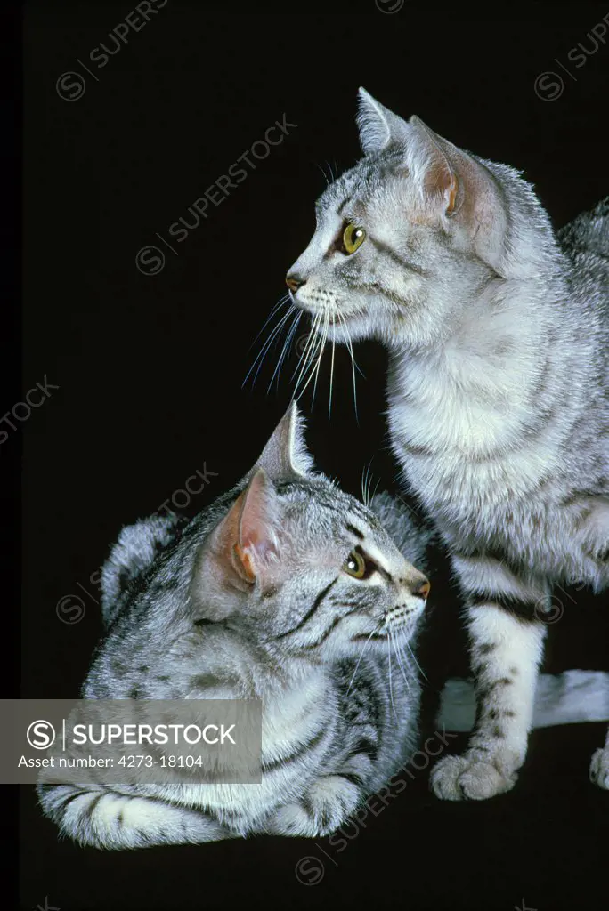 Egyptian Mau Domestic Cat, Adults standing against Black Background