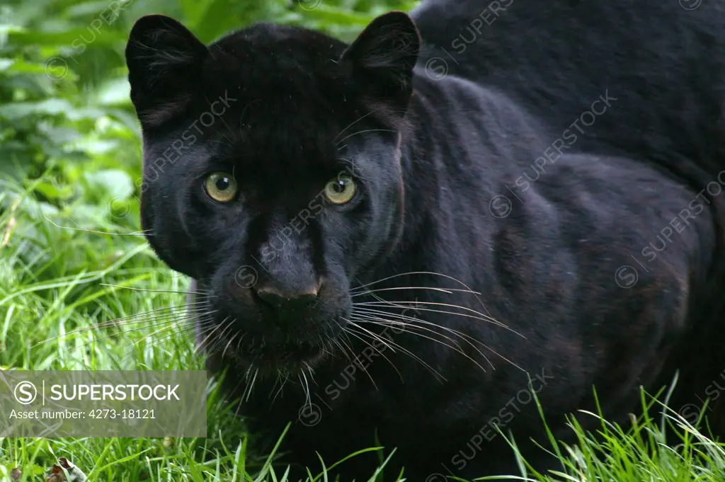 Black Panther, panthera pardus, Portrait of Adult