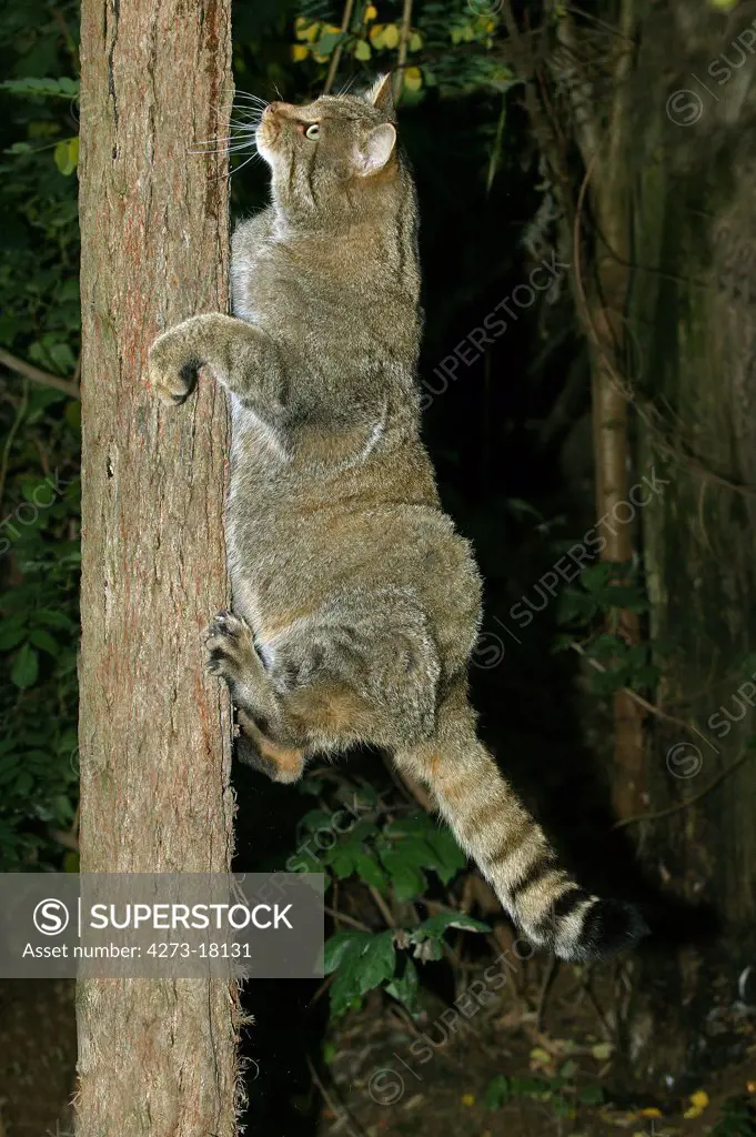 European Wildcat, felis silvestris, Adult climbing Tree Trunk