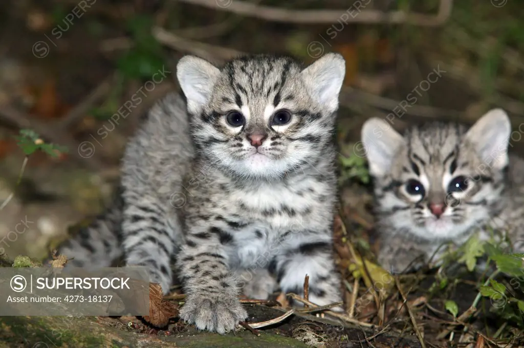 Geoffroy's Cat, oncifelis geoffroyi, Kittens