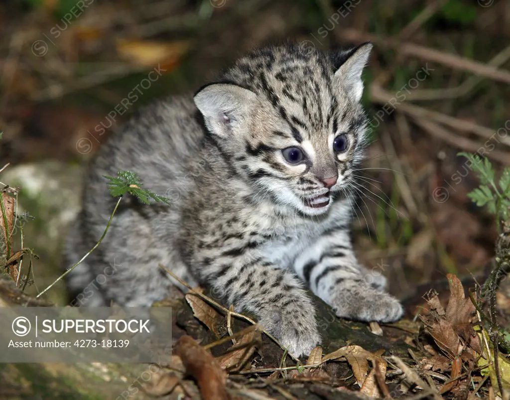 Geoffroy's Cat, oncifelis geoffroyi, Kitten