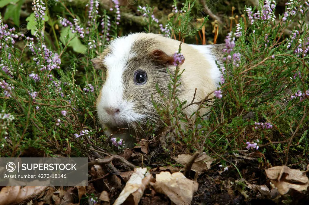 Guinea Pig, cavia porcellus, Adult whith Heaters