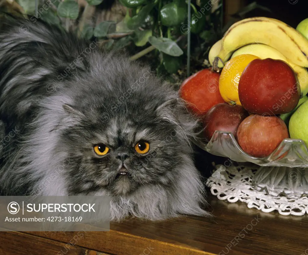 Smoke Persian Domestic Cat, Adult laying down near Fruits