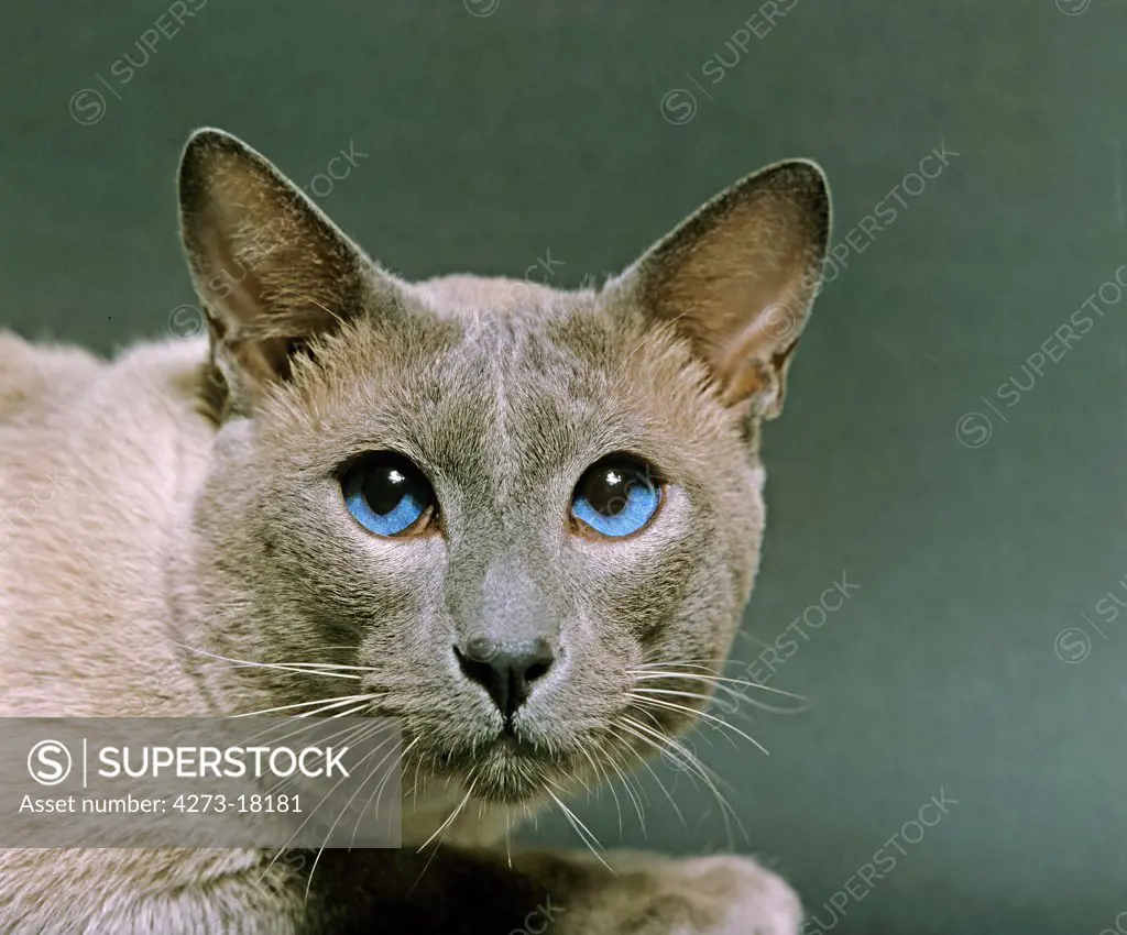 Blue Point Siamese Domestic Cat, Portait with Blue Eyes