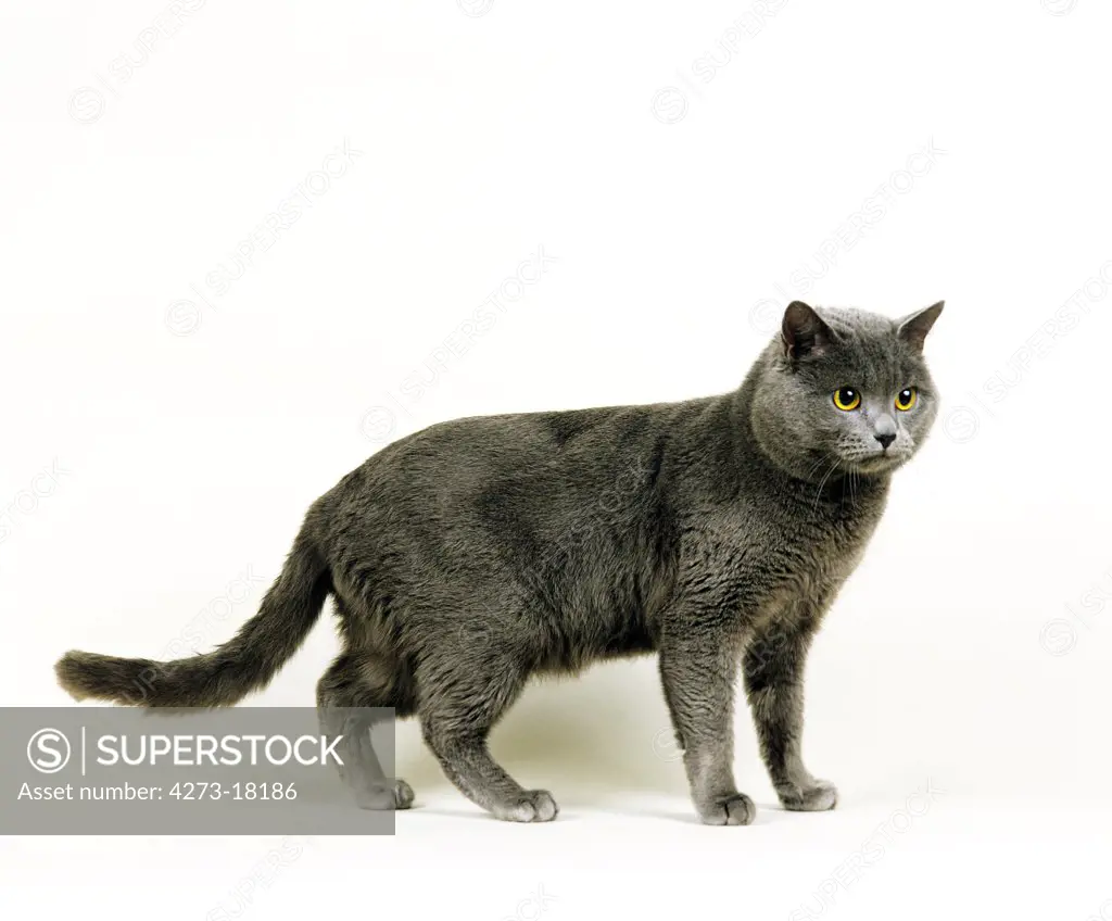 Chartreux Domestic Cat, Adult standing against White Background
