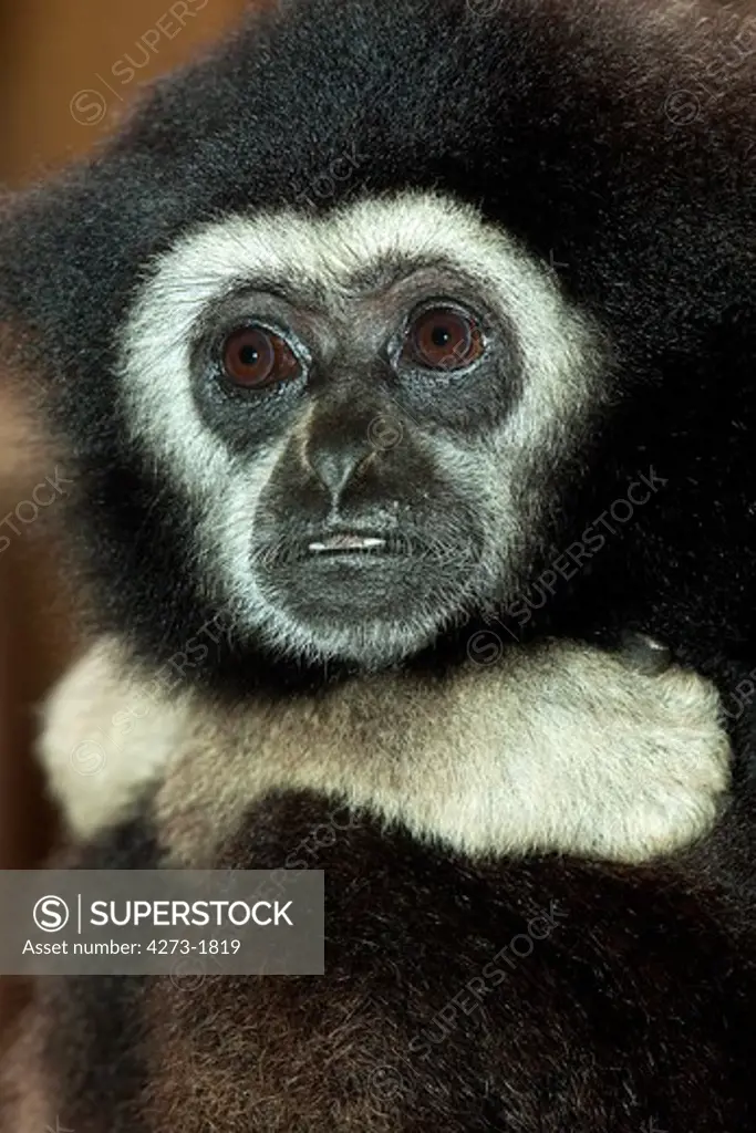 White-Handed Gibbon Hylobates Lar