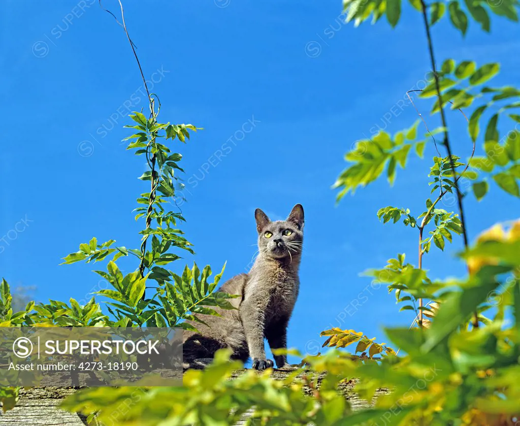 Blue Burmese Domestic Cat, Adult against Blue Sky