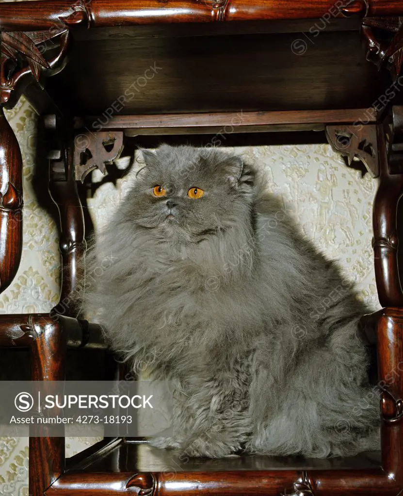 Blue Persian Domestic Cat, Adult sitting on Furniture