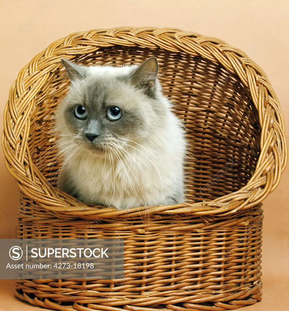 Blue Colourpoint Persian Domestic Cat, Adult sitting in Basket