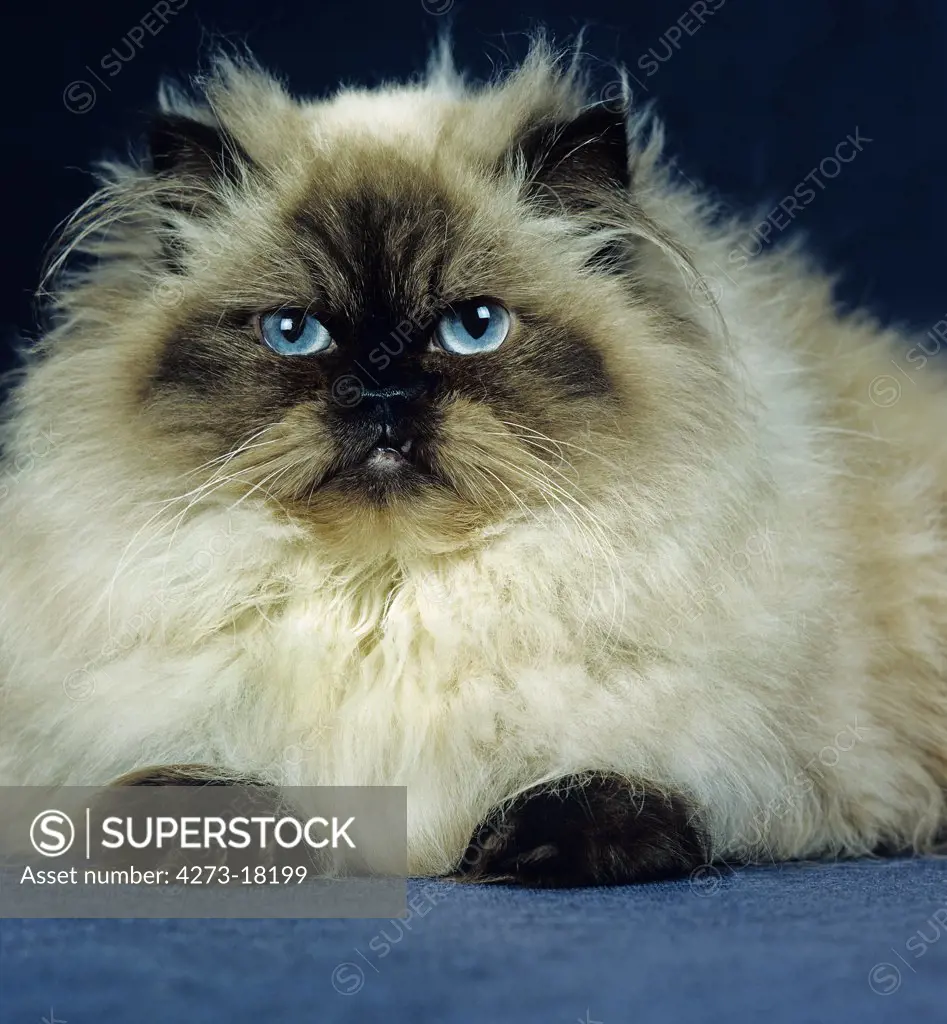 Colourpoint Seal Point Persian Domestic Cat