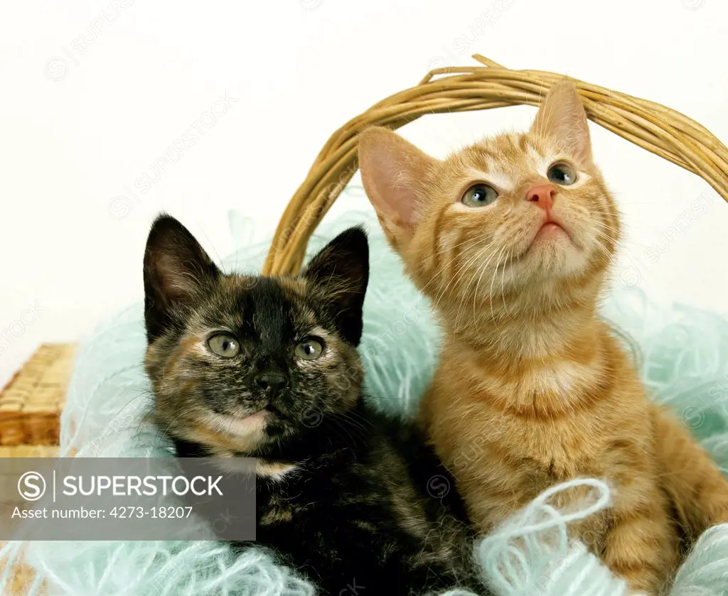 Red Tabby and Tortoiseshell Domestic Cat, Kittens standing in Wool