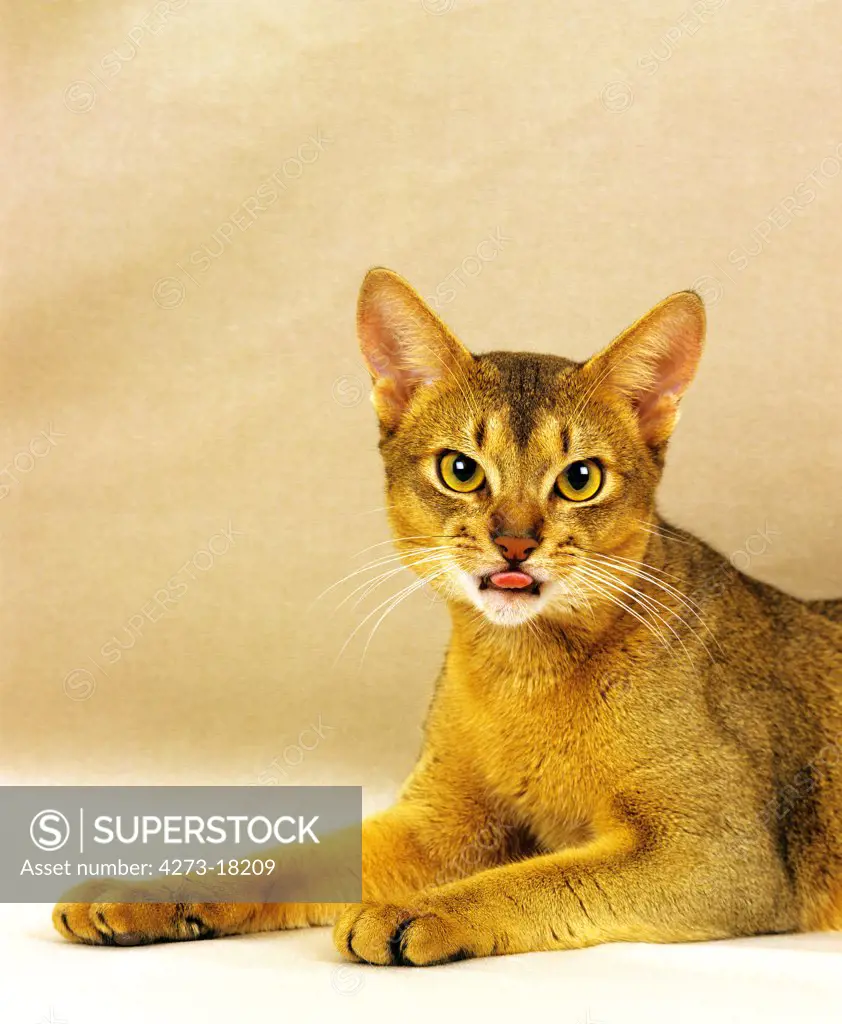 Abyssinian Domestic Cat, Adult with Tongue out, Funny Face