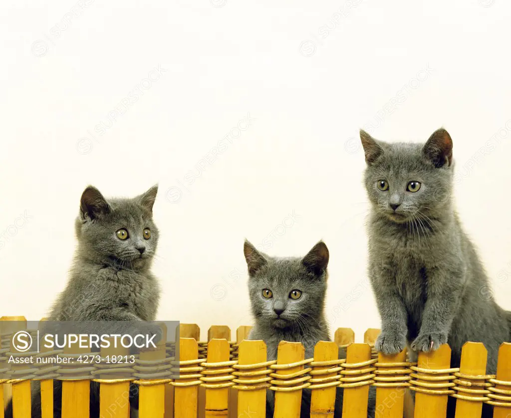 Chartreux Domestic Cat, Kittens standing against White Background