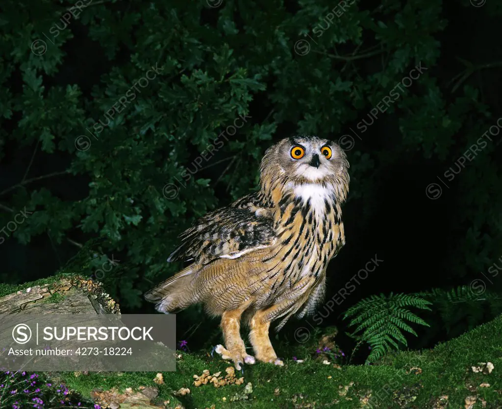 European Eagle Owl, asio otus, Adult standing on Moss